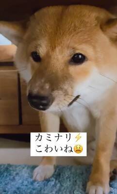 『雷が大嫌いな犬』が見せた反応…まさに"ガクブル"を体現する光景が愛おしすぎると401万再生「抱きしめたい」「うちの子も一緒」の声