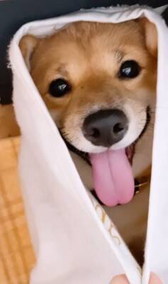 『雷が大嫌いな犬』が見せた反応…まさに"ガクブル"を体現する光景が愛おしすぎると401万再生「抱きしめたい」「うちの子も一緒」の声