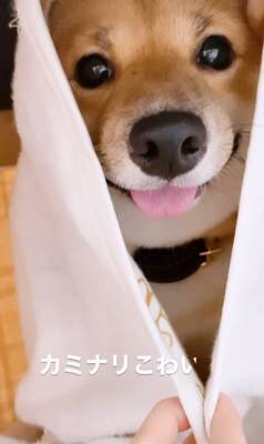 『雷が大嫌いな犬』が見せた反応…まさに"ガクブル"を体現する光景が愛おしすぎると401万再生「抱きしめたい」「うちの子も一緒」の声