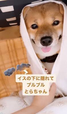 『雷が大嫌いな犬』が見せた反応…まさに"ガクブル"を体現する光景が愛おしすぎると401万再生「抱きしめたい」「うちの子も一緒」の声