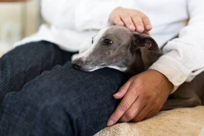 犬に『ウザい』と思われる飼い主の行動５選　愛犬が嫌がっているときにみせるサインや好かれるコツまで