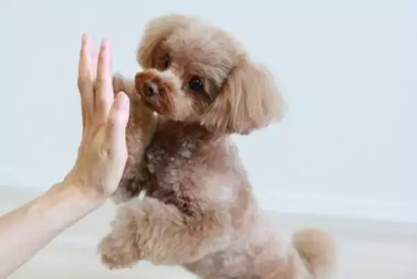 犬の飼い主が『必ず守るべきルール』5つ　心得ておくべき理由や果たすべき責任まで