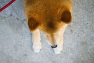 犬の散歩後にすべき『お手入れ』５選　正しいケア方法や避けるべきNG行為まで