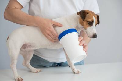 犬の散歩後にすべき『お手入れ』５選　正しいケア方法や避けるべきNG行為まで