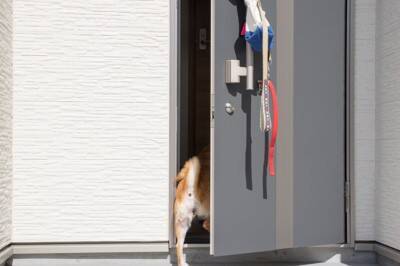 犬の散歩後にすべき『お手入れ』５選　正しいケア方法や避けるべきNG行為まで