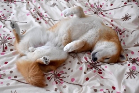 犬が『へそ天』する理由５選　飼い主にお腹を見せてくる理由やリラックスしてもらうコツまで