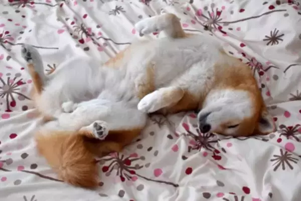 犬が『へそ天』する理由５選　飼い主にお腹を見せてくる理由やリラックスしてもらうコツまで