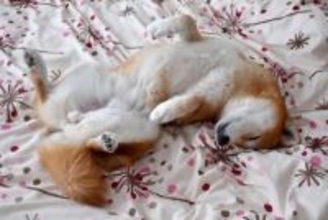 犬が『へそ天』する理由５選　飼い主にお腹を見せてくる理由やリラックスしてもらうコツまで