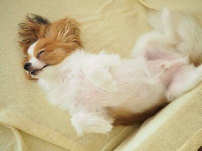 犬が『へそ天』する理由５選　飼い主にお腹を見せてくる理由やリラックスしてもらうコツまで