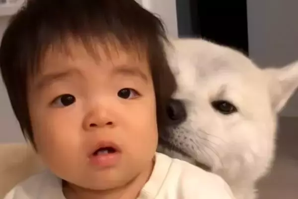 秋田犬に育てられた男の子→4年が経って…完全に立場が逆転している『愛おしい光景』が92万再生「頼りになるお兄ちゃん」「尊いが詰まってる」