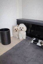 消防点検で作業員が自宅に入ってきた結果→2匹の犬が『びっくり』してしまい…思わず抱きしめたくなる表情に2万いいね「めちゃ可愛いｗ」と悶絶