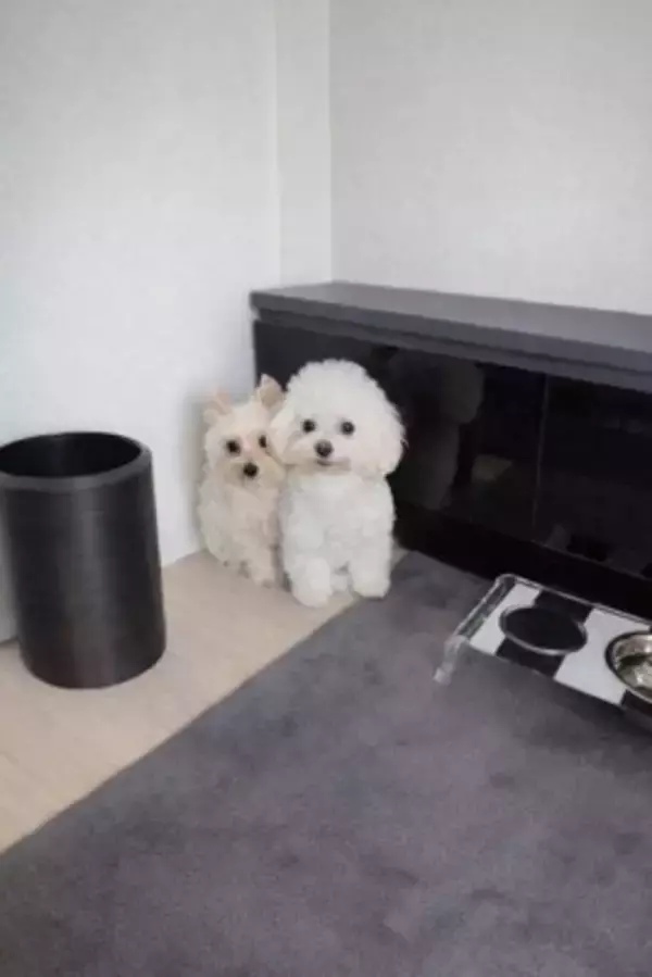 消防点検で作業員が自宅に入ってきた結果→2匹の犬が『びっくり』してしまい…思わず抱きしめたくなる表情に2万いいね「めちゃ可愛いｗ」と悶絶