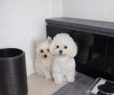 消防点検で作業員が自宅に入ってきた結果→2匹の犬が『びっくり』してしまい…思わず抱きしめたくなる表情に2万いいね「めちゃ可愛いｗ」と悶絶