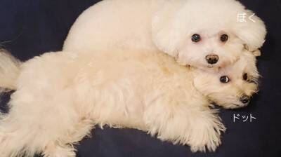 消防点検で作業員が自宅に入ってきた結果→2匹の犬が『びっくり』してしまい…思わず抱きしめたくなる表情に2万いいね「めちゃ可愛いｗ」と悶絶