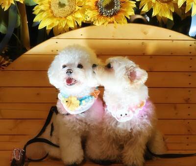 消防点検で作業員が自宅に入ってきた結果→2匹の犬が『びっくり』してしまい…思わず抱きしめたくなる表情に2万いいね「めちゃ可愛いｗ」と悶絶