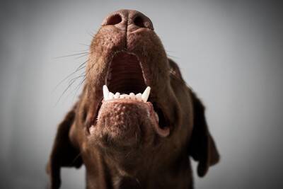 犬が『キャン』と急に鳴く心理5つ　痛みや苦痛を感じている可能性も…