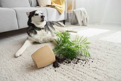 犬にとって安全な『観葉植物』5つ　おすすめの置き場所やイタズラさせない工夫まで