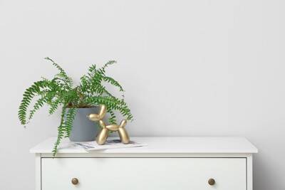 犬にとって安全な『観葉植物』5つ　おすすめの置き場所やイタズラさせない工夫まで