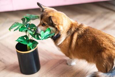 犬に危険な『観葉植物』5選　誤食した場合、重篤な症状を引き起こす可能性も…
