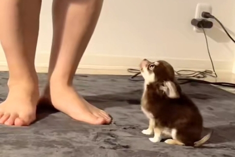 飼い主の足元でお座りする『赤ちゃん犬』→何度も見たくなる『尊すぎる動き』が439万再生「天使だ…」「一生懸命ついてくる感じが可愛すぎ」