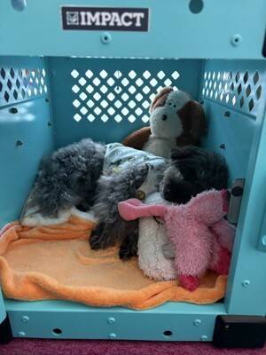 犬と暮らせば【第538話】「エマの回復」