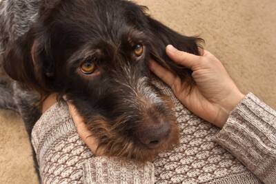 犬が飼い主に顔を擦り付ける心理5つ　何度もスリスリしてくる理由とは？