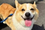 車でのお出かけでウキウキ笑顔の犬→行き先が『動物病院』で…わかりやす過ぎる『ブチギレの表情』に爆笑「よくも騙したなって顔で草」「最高ｗ」