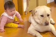 赤ちゃんが『大型犬のくしゃみを見た』結果→心配しながら近付いて…まるで『お話しているような光景』が75万再生「通じ合ってる」「平和すぎ」