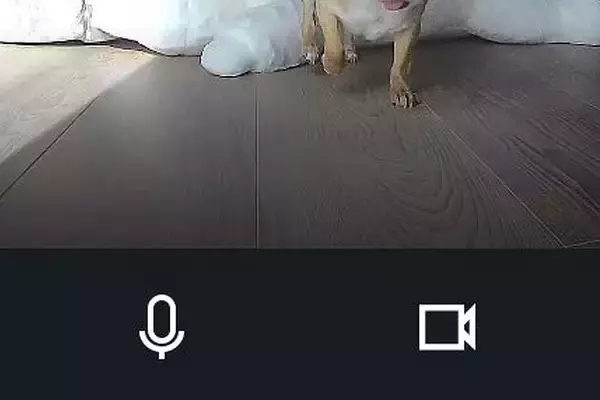 お留守番中の犬に『遠隔でご飯をあげようとした』結果→眠っていたようで…カメラが捉えた光景に6万いいね「可愛すぎ」「食欲が勝ってるｗｗ」