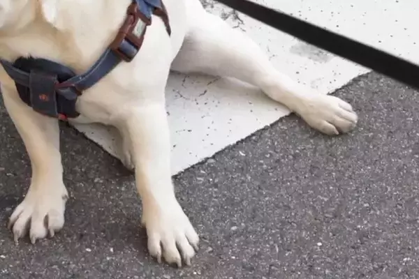 『絶対に帰りたくない犬』VS『帰りたい飼い主』抱っこして帰ろうとしたら…愉快な攻防戦とまさかの結末に反響「分かってて賢い」「笑ったｗ」