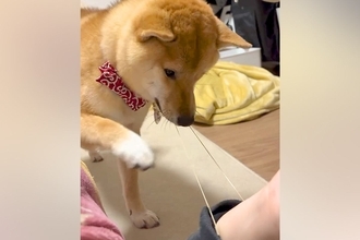 腕についた『輪ゴム』が気になる犬→『引っ張っても戻して偉いな』と思っていたら…期待を裏切らない『爆笑の展開』が24万再生「オチ最高ｗ」