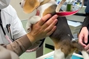 赤ちゃん犬が初めて動物病院へ→診察台で注射を打とうとしたら、獣医師さんに…可愛すぎる光景が105万再生「元気な子だ」「暴れん坊将軍ｗ」