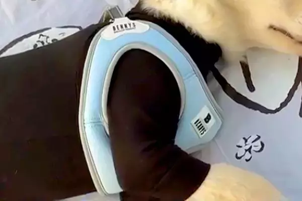 大型犬の子犬を『公園に連れて行った』結果→『遊び回るかな』と思ったら…まさかの『赤ちゃんすぎる光景』が135万再生「可愛すぎてほっこり」