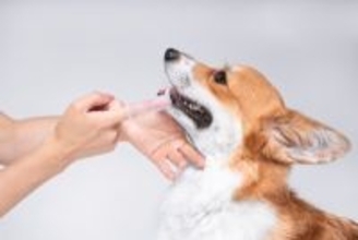 犬の『歯磨き嫌い』を克服する方法　スムーズに磨くための5つのステップ