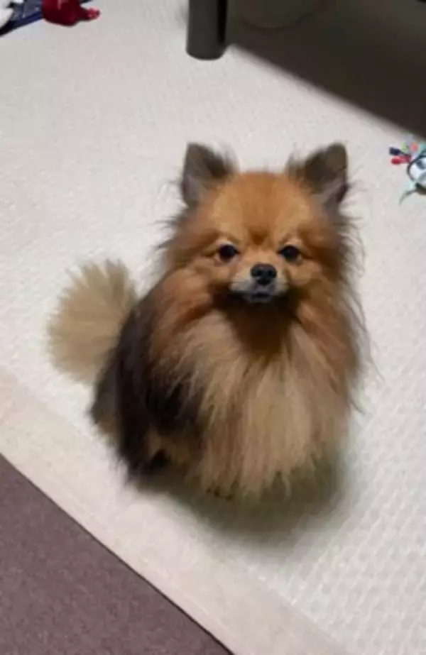 『2歳まで繁殖犬としてしか生きることができなかった』無表情の犬を飼った結果…まるで別犬？『激変ビフォーアフター』に「こんな変わるの」の声