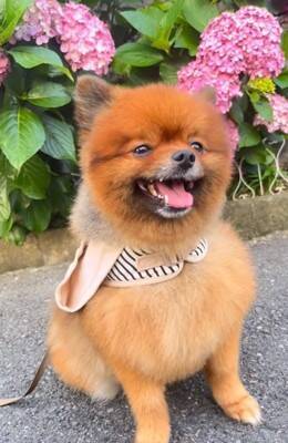 『2歳まで繁殖犬としてしか生きることができなかった』無表情の犬を飼った結果…まるで別犬？『激変ビフォーアフター』に「こんな変わるの」の声