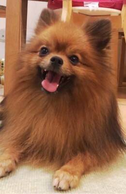 『2歳まで繁殖犬としてしか生きることができなかった』無表情の犬を飼った結果…まるで別犬？『激変ビフォーアフター』に「こんな変わるの」の声