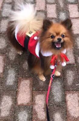 『2歳まで繁殖犬としてしか生きることができなかった』無表情の犬を飼った結果…まるで別犬？『激変ビフォーアフター』に「こんな変わるの」の声