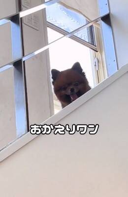 『2歳まで繁殖犬としてしか生きることができなかった』無表情の犬を飼った結果…まるで別犬？『激変ビフォーアフター』に「こんな変わるの」の声