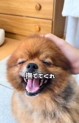 『2歳まで繁殖犬としてしか生きることができなかった』無表情の犬を飼った結果…まるで別犬？『激変ビフォーアフター』に「こんな変わるの」の声