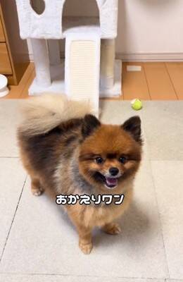 『2歳まで繁殖犬としてしか生きることができなかった』無表情の犬を飼った結果…まるで別犬？『激変ビフォーアフター』に「こんな変わるの」の声