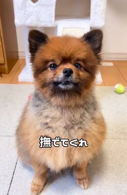 『2歳まで繁殖犬としてしか生きることができなかった』無表情の犬を飼った結果…まるで別犬？『激変ビフォーアフター』に「こんな変わるの」の声