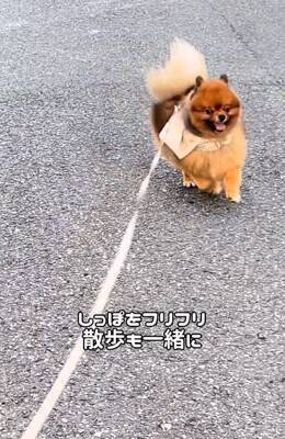 『2歳まで繁殖犬としてしか生きることができなかった』無表情の犬を飼った結果…まるで別犬？『激変ビフォーアフター』に「こんな変わるの」の声