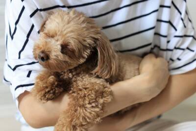 犬が『んー』と鳴く心理５選　考えられる理由やいつもと様子が違う場合の接し方まで