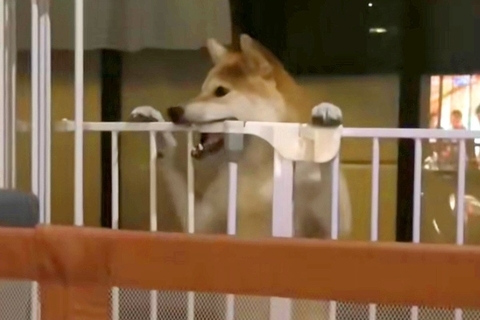 ママが居ないと思ってイタズラをする犬→突然ママが現れた結果…まさかの『表情の豹変』が200万再生「あ、終わった…の顔ｗ」「わかりやすｗ」