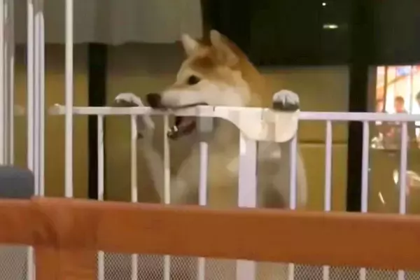 ママが居ないと思ってイタズラをする犬→突然ママが現れた結果…まさかの『表情の豹変』が200万再生「あ、終わった…の顔ｗ」「わかりやすｗ」