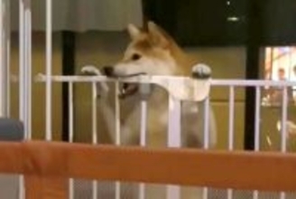 ママが居ないと思ってイタズラをする犬→突然ママが現れた結果…まさかの『表情の豹変』が200万再生「あ、終わった…の顔ｗ」「わかりやすｗ」