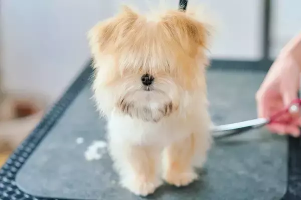 前が見えないほど毛が伸びた『生後4ヶ月の子犬』を初トリミング→思わず見違える『ビフォーアフター』が話題「なんて美しい」「どっちも好き」