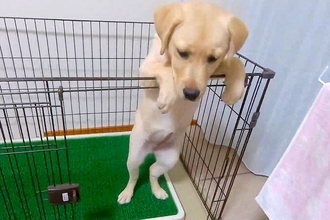 子犬がサークルから出たがるので『扉を開けてあげた』結果…まさかの『コントのような光景』に爆笑続々「可愛すぎる」「必死なんだねｗｗ」