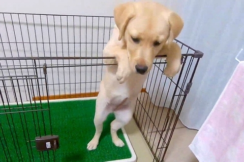 子犬がサークルから出たがるので『扉を開けてあげた』結果…まさかの『コントのような光景』に爆笑続々「可愛すぎる」「必死なんだねｗｗ」